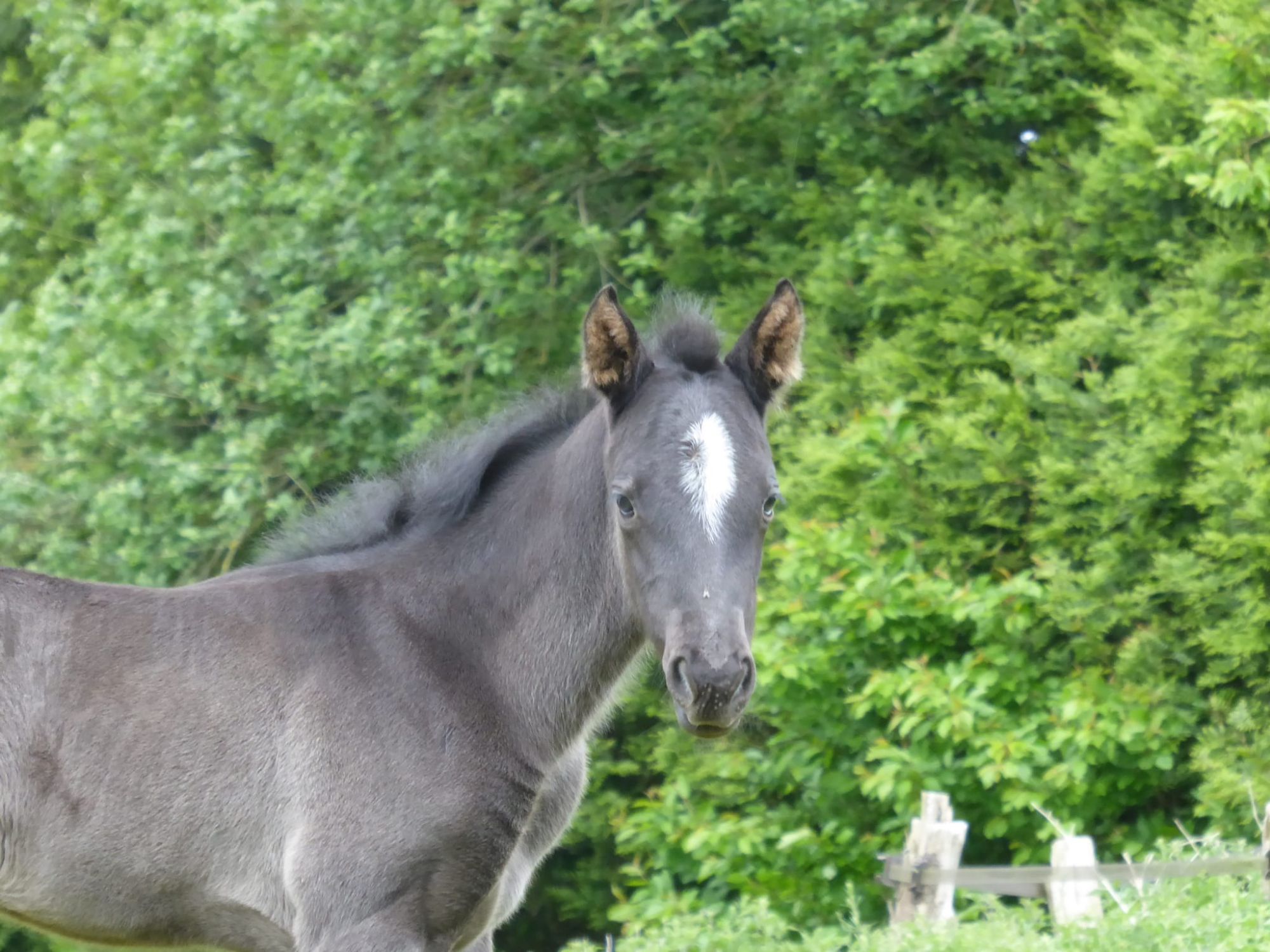 Chevaux ou poulains de notre élevage