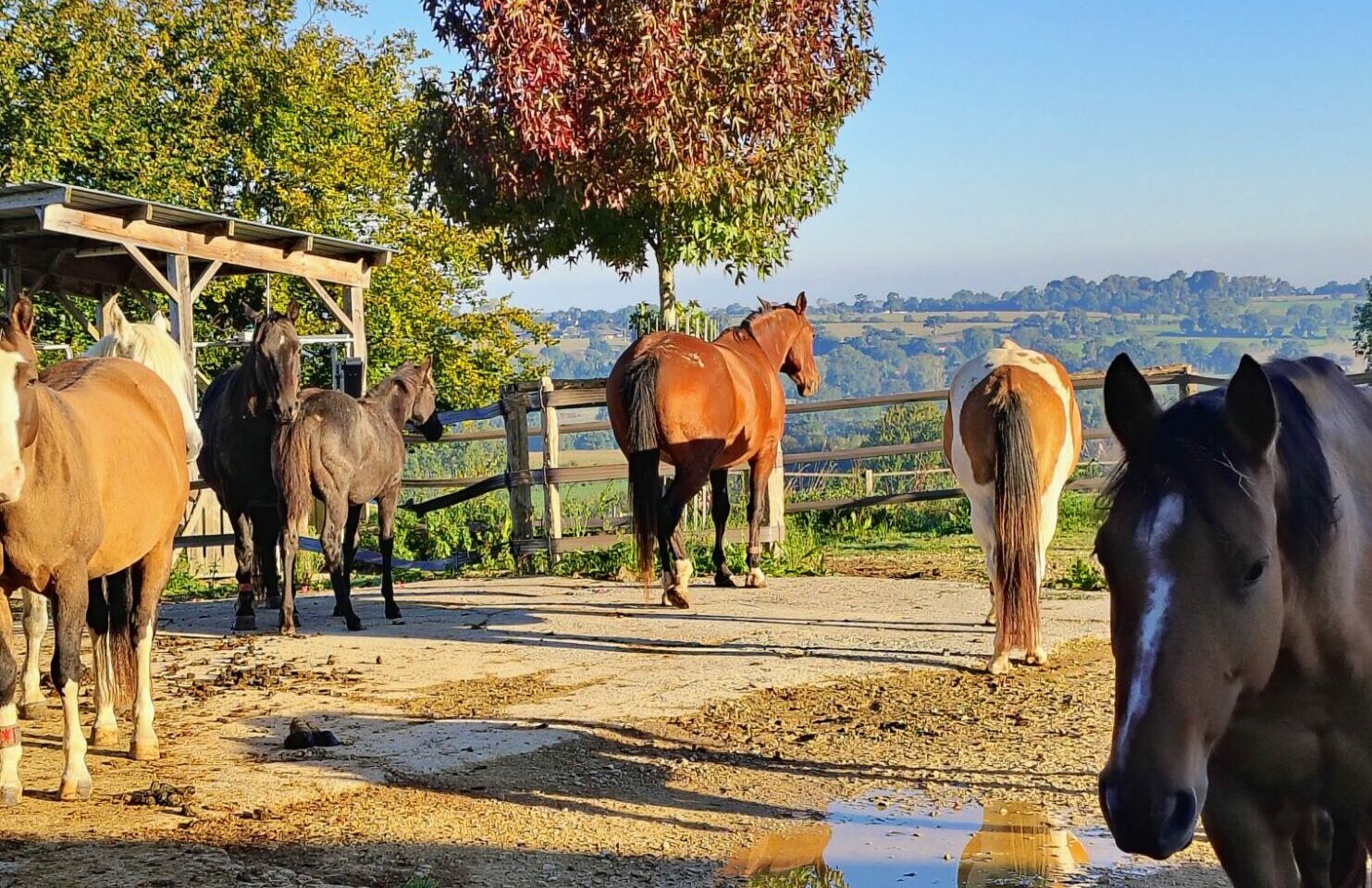 Liberté et mouvement pour ton cheval ?