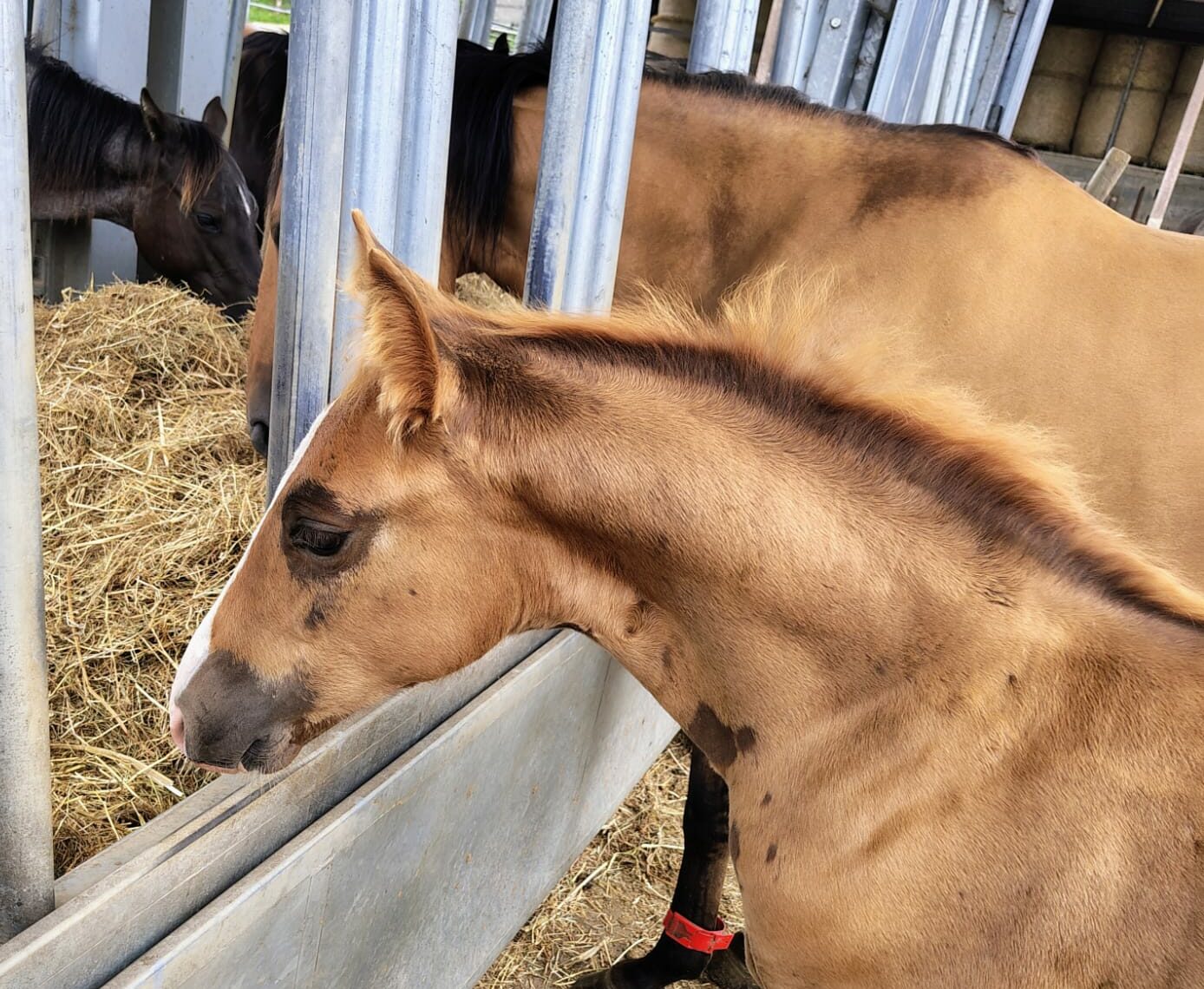 L’écurie active, c’est aussi pour les poulains